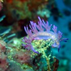 koh doc mai nudibranche