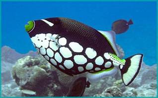 baliste similan