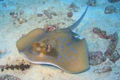 blue stingray similan