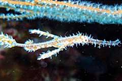 hippocampus similan