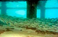 king cruise marine life