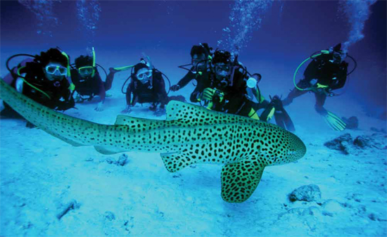 leopard sharck at sharck point