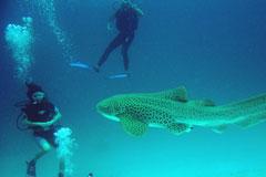 leopard shark similan