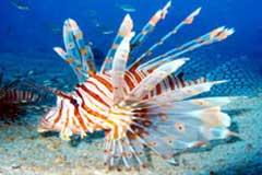 lion fish similan