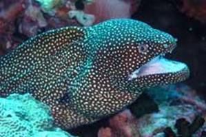 morey hill similan