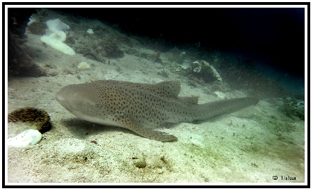 Shark at sharck point