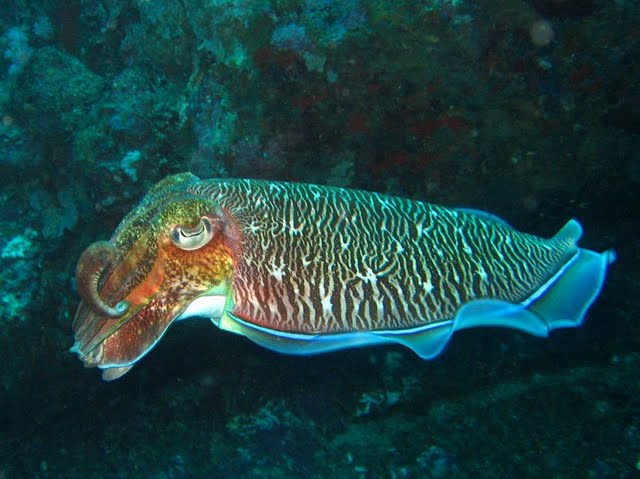 Shark point calamar