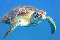 turtle similans