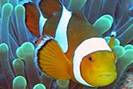 nemo
